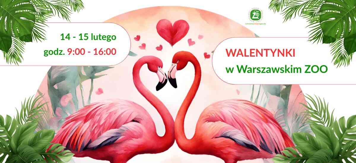Plakat „Walentynki w Warszawskim ZOO” z parą flamingów układających szyje w serce, daty 14–15 lutego i godziny 9:00–16:00.